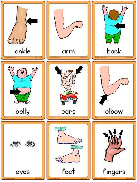 body flashcards